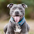 Vr1c9a8J_bA-channel-avatar-Will Atherton Staffy Show