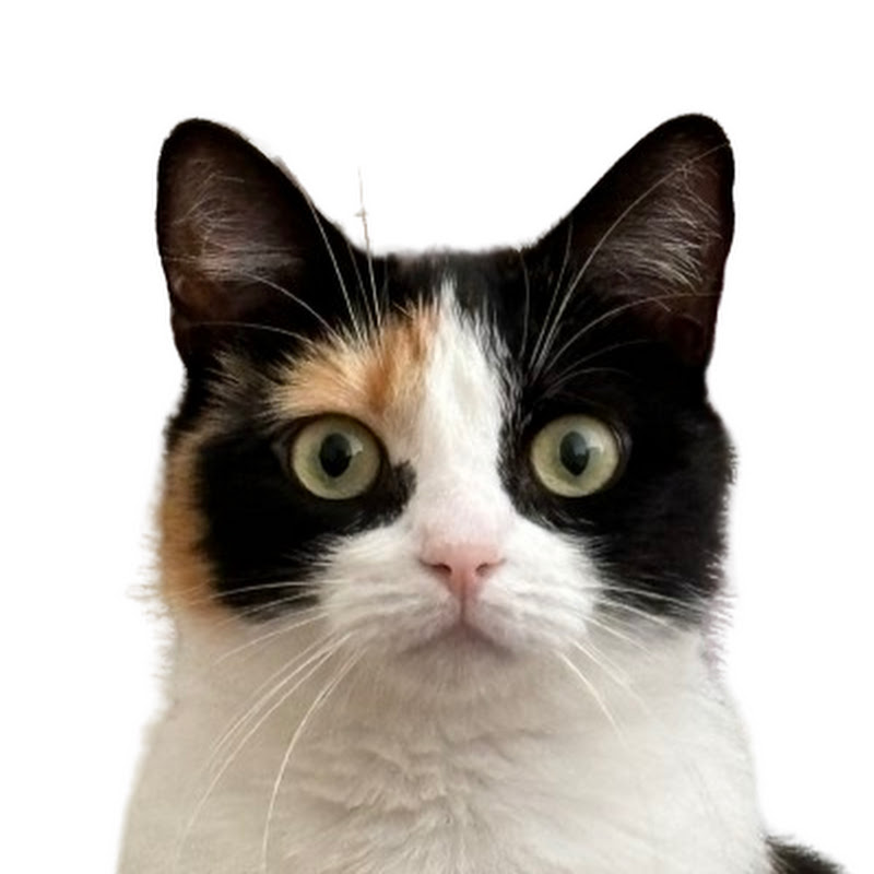 The Callie Cat