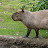 @capybaraFernando245