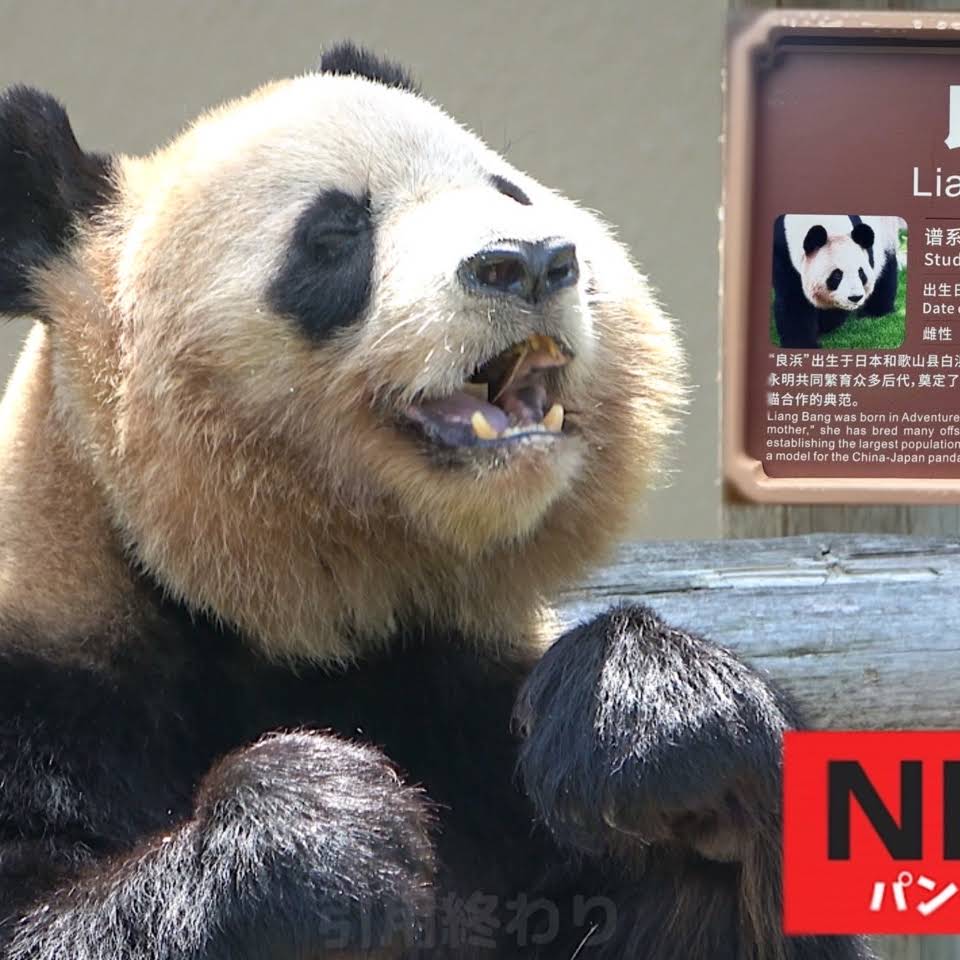パンダdeぱんだ - YouTube