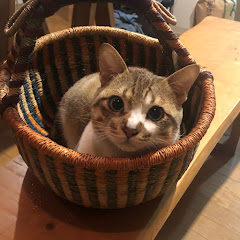 キジーアイコン画像