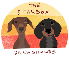 The Starbox Dachshunds  Avatar