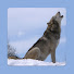 G5tFnhuSZhM-channel-avatar-NIKALS.