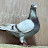 @weber-racing-pigeons-germa1442