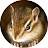 kukuri house -chipmunk-