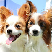 Papillon lucky &pomme