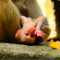 n4KiINT8eUk-channel-avatar-Baby Alfie & Loren Monkeys