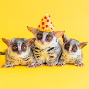 ピザトルPIZZATORU