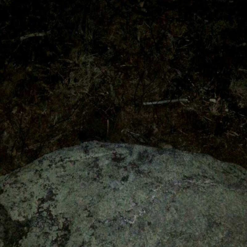 Sneezetooth