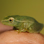 SittingLilyFrog logo