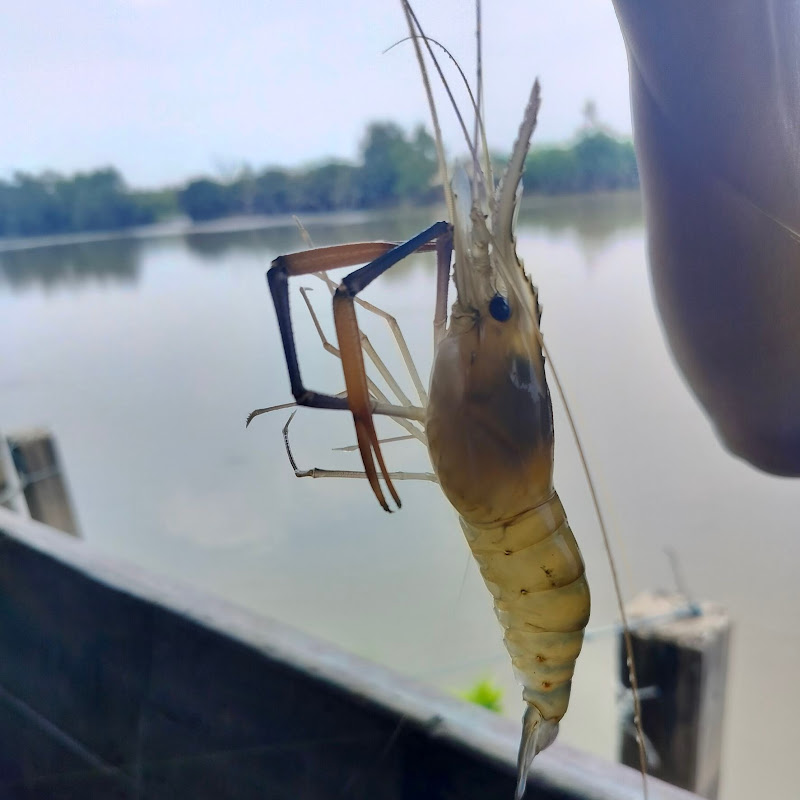 boatbanmaipaetriewmarket