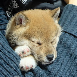 亀犬猫チャンネル