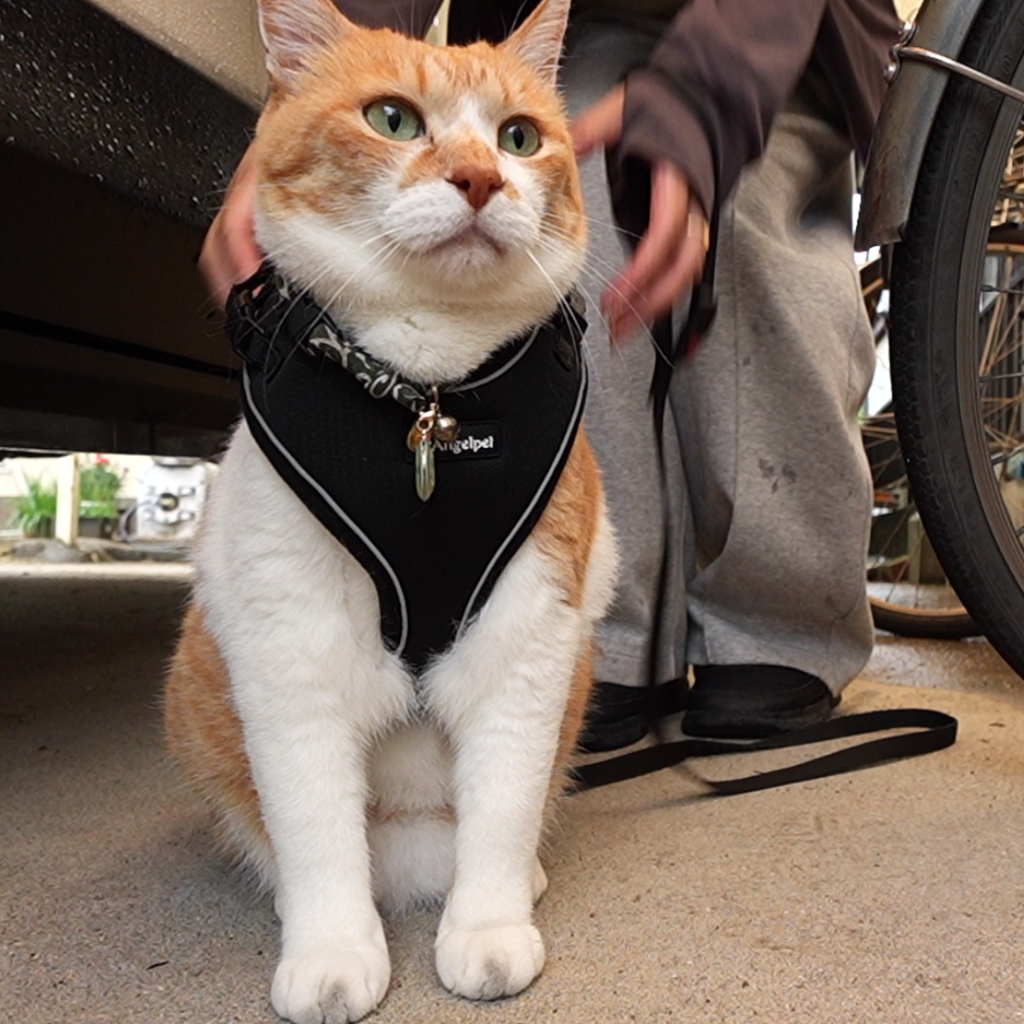 ChaCha: The Former Stray Cat - YouTube