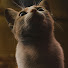 RjA_NjLyQ0w-channel-avatar-WildoloG