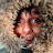 avatar of @6veg
