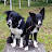 Border Collie Gabby & Ready