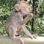 Macaque Monkey logo