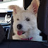 13mZcPgDEbg-channel-avatar-Jessie and Al's Travels with Ollie