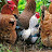 Playful chickens