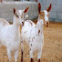nThN2DKVWTY-channel-avatar-Abdul Agro