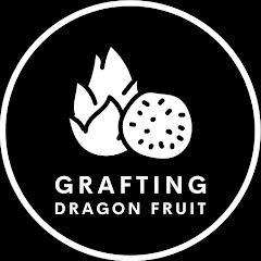 Grafting Dragon Fruit