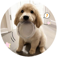 멍멍이가왔다