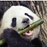 gDbWX0229Ps-channel-avatar-KingPanda