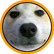 秋田犬のびしゃもん(毘沙門)【自然と動物が好きな人のチャンネル】Akitadog"Bisyamon"