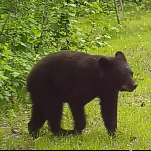 Game Trail Camera Videos - Northwoods