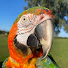 _tsi50I-nWQ-channel-avatar-Parrot Farm