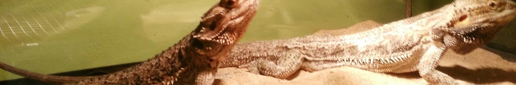 pedro reptil YouTube 频道头像