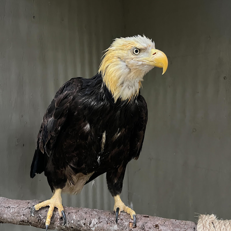 Salish Wildlife Rescue profile avatar