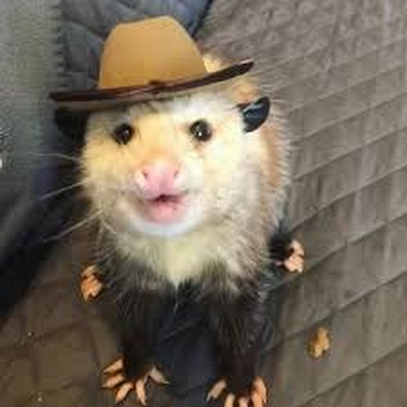 littlerat