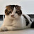 @ippjs-s8p