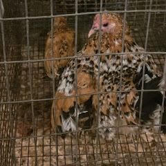 Momma Cluck