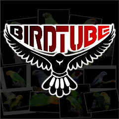 Bird Tube avatar