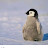 @Penguin_Frosty