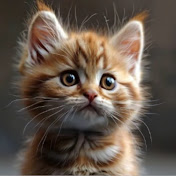 the world of cats