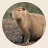 @Capybara_Games_Ukraine