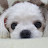 @은행나무백살