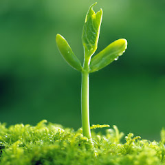 Lắng Nghe Tâm Thức