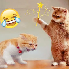 Pet marieprual