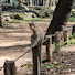 sabuyTdB27w-channel-avatar-Jungle Temple Monkeys