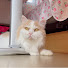6XMs58aUPMU-channel-avatar-あーちゃんと猫の車中泊Diary