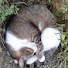 xRwIKYgFilQ-channel-avatar-れん旅ねこ探し