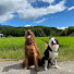 OwhcfDtKvjc-channel-avatar-犬たちとの日記　シニア夫婦とシニア大型犬達と車中泊