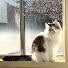 F7V3Lm-S0s4-channel-avatar-Little Mochi-Ya