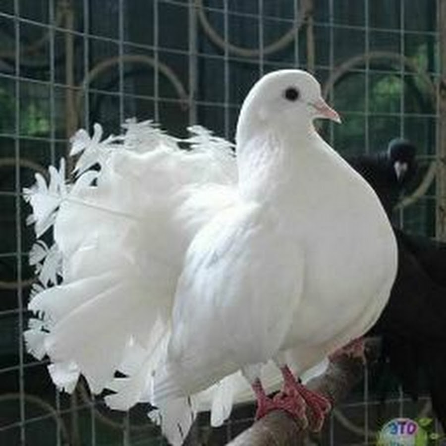 Самые красивые голуби