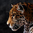 uUpYEHKz2Lg-channel-avatar-Ricardo Pozos-Gusmão 