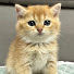 KL3auE6I7fQ-channel-avatar-土豆の日記Cat's diary